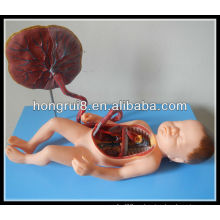 Modelo Anatómico Avanzado del Sistema Circulatorio de la Sangre Fetal